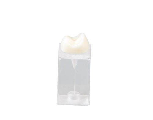 Dental model - E09/C - GF DENTAL - for endodontics / training / white