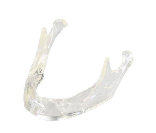 Jaw anatomical model - E81/T - GF DENTAL - for implantology / dental prosthetics / training