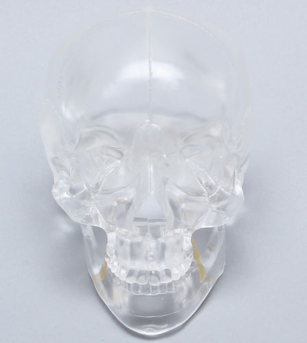 Skull model - 1345-4-1 - Sawbones/Pacific Research Labs - for teaching / articulated / transparent