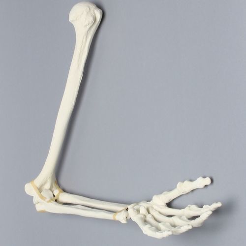 Arm anatomical model - 1022-63-1  - Sawbones/Pacific Research Labs - for teaching / foam / articulated