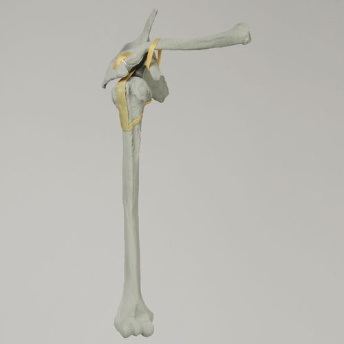 Humerus anatomical model - 1020-100-1 - Sawbones/Pacific Research Labs - shoulder / scapula / clavicle