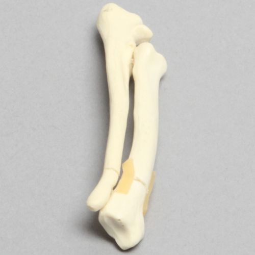 Canine anatomical model - 2002-29-1 - Sawbones/Pacific Research Labs - radius / for teaching / foam