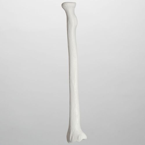 Radius anatomical model - 1005 - Sawbones/Pacific Research Labs - plastic