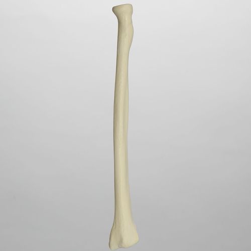 Radius anatomical model - 1012 - Sawbones/Pacific Research Labs - foam