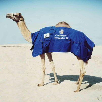 Camel Magnetotherapy unit - Centurion  - Centurion Systems - wearable