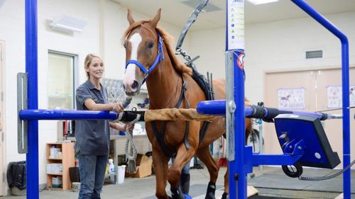 Horse veterinary treadmill - MUSTANG2200 - Sascotec