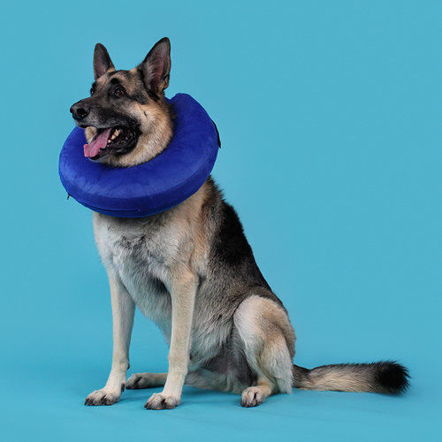 Dog Veterinary Cervical Collar Inflatable Washable Kong