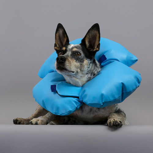 Dog veterinary cervical collar - Air-O™ - KVP EU Ltd - inflatable
