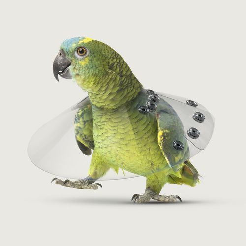 Bird veterinary collar - Saf-T-Shield™ - KVP EU Ltd - adjustable / transparent