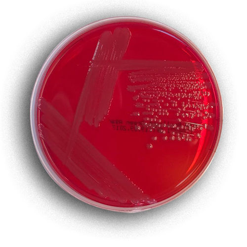 Medium reagent - 02004 - RTA Laboratories - for bacterial isolation ...