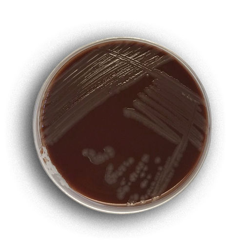 Medium reagent - 02007 - RTA Laboratories - for bacterial isolation / Haemophilus sp / Neisseria gonorrhea