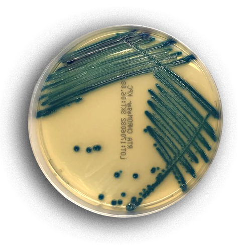 Medium reagent - 02078 - RTA Laboratories - for bacterial isolation / for colorimetry / Staphylococcus aureus