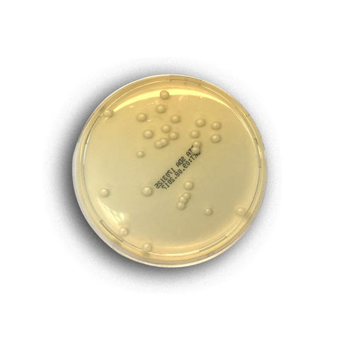 Medium reagent - 02044 - RTA Laboratories - for bacterial isolation / for yeast culture / Candida albicans