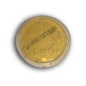 Medium reagent - 06104 - RTA Laboratories - for the pharmaceutical industry