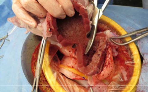 Training simulator - C-Celia   - Operative Experience Inc. - for ovariohysterectomy / surgery / female