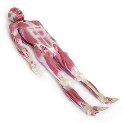 Joint anatomy model SynDaver Labs muscular / body / for teaching