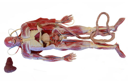 Surgical anatomy model - 101600 - SynDaver Labs - body / skeleton / heart