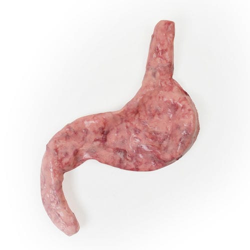 Cardiac anatomy model - 130510 - SynDaver Labs - muscle / stomach / esophagus