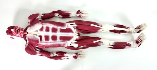 Joint anatomy model - 102010 - SynDaver Labs - muscular / silicone