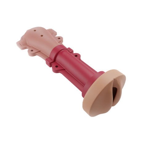 Cervical model - 00001344 - Inovus Medical - uterus / vaginal / surgical