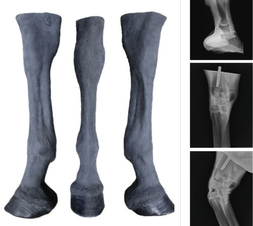 Palpation simulator - Veterinary Simulator Industries - interventional radiology / veterinary / horse