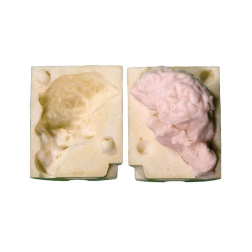 Brain model - Veterinary Simulator Industries - skull / veterinary / training