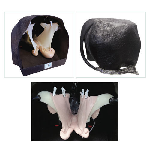 Theriogenology model - Veterinary Simulator Industries - rectum / uterus / uterine