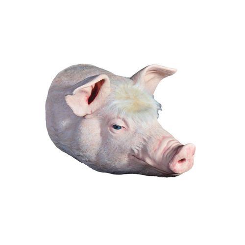 Teaching simulator - Veterinary Simulator Industries - veterinary / pig / head