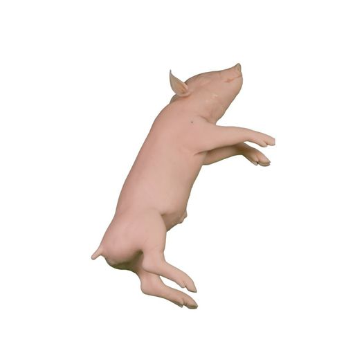 Veterinary training manikin - Veterinary Simulator Industries - pig / pink