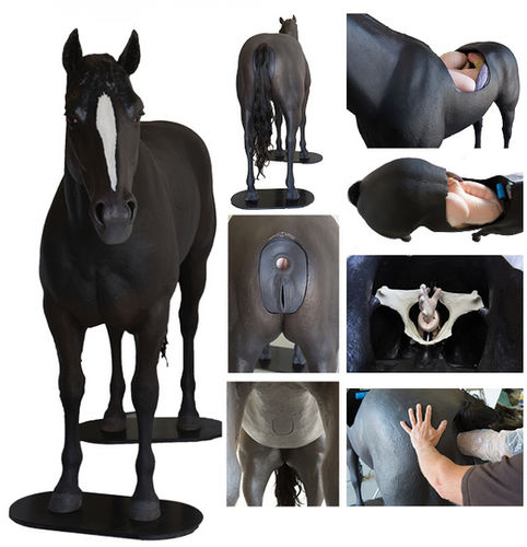 Palpation simulator - Veterinary Simulator Industries - veterinary / colonic / horse