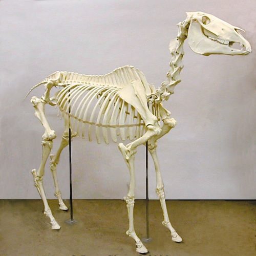 Skeleton anatomy model - SC-125 - Rescue Critters - male / horse ...