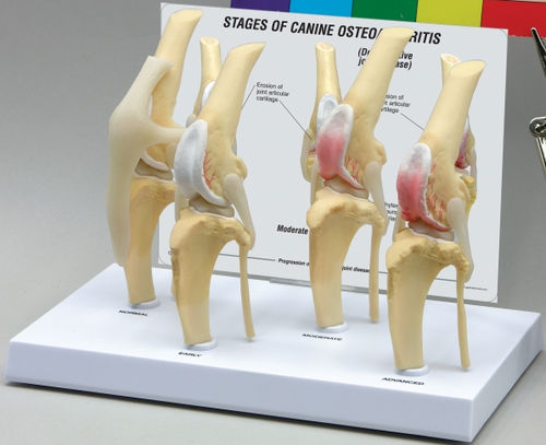 Bone model - G9051 - Rescue Critters - joint / knee / patella