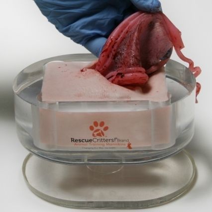 Ovariohysterectomy simulator - SPAY - Rescue Critters - female / canine / pad