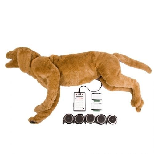 Auscultation simulator - GOLDIE  - Rescue Critters - breath / veterinary / stenosis