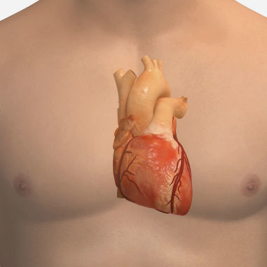 ECG simulation module - SIMTICS - heart rate / for cardiopulmonary care / web-based
