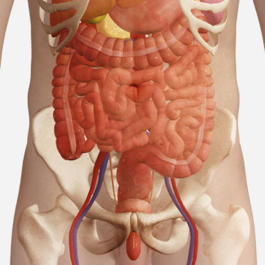 Radiography simulation module - SIMTICS - anatomy / web-based