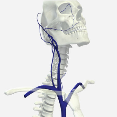 Radiography simulation module - SIMTICS - for angiography / anatomy / web-based