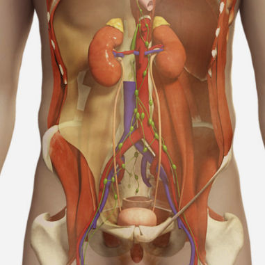 Ultrasound imaging simulation module - SIMTICS - anatomy / upper body / web-based