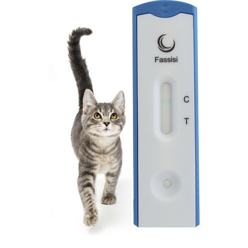 Rapid AIDS test - FIV - Fassisi, Gesellschaft für Veterinärdiagnostik und Umweltanalysen mbH - for cats / HIV / for FIV
