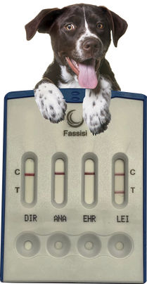 Rapid leishmaniasis test - CANVECTO 4 - Fassisi, Gesellschaft für Veterinärdiagnostik und Umweltanalysen mbH - for dogs / lead / bacteria