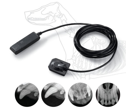 Veterinary intra-oral detector - EzSensor 2.0 - MYVET