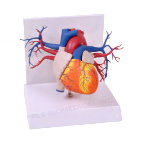 Heart model - A574 - Apple Biomedical - artery / mitral valve / pulmonary valve
