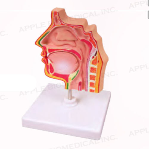 Sinus model - A033 - Apple Biomedical - respiratory tract / for ENT care / for teaching