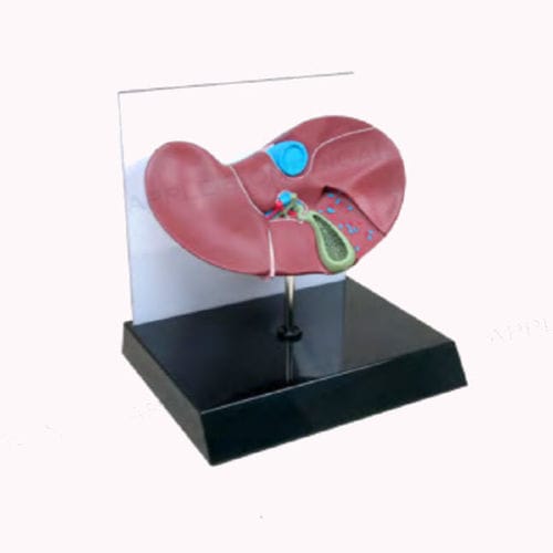 Liver anatomical model - A539 - Apple Biomedical - gallbladder / for teaching / pink