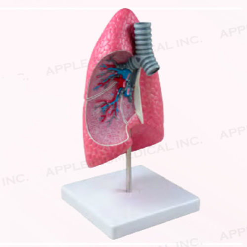 Lung model - A169 - Apple Biomedical - trachea / bronchus / bronchial