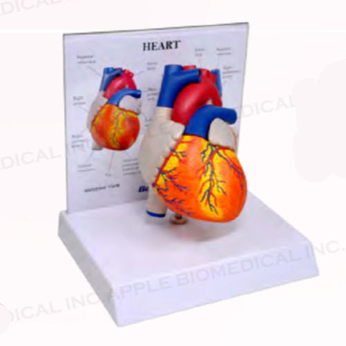 Heart model - A161N-B10 - Apple Biomedical - artery / muscle / aortic valve