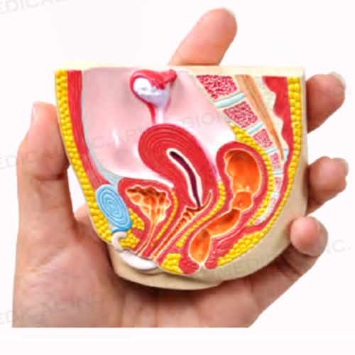Female anatomical model - A518 - Apple Biomedical - pelvic / gynecological / for teaching
