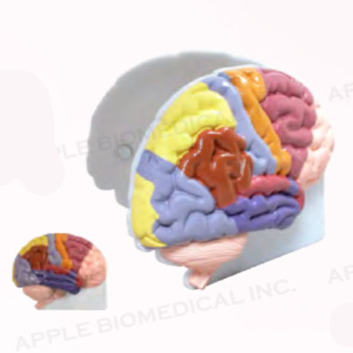 Brain model - A028 - Apple Biomedical - for neurology / for teaching / handheld
