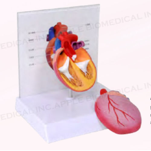 Canine anatomical model - A633 - Apple Biomedical - heart / ventricular system / veterinary