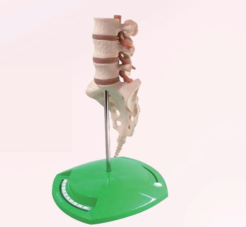 Spine anatomical model - A353-2 - Apple Biomedical - nerve / for teaching / beige